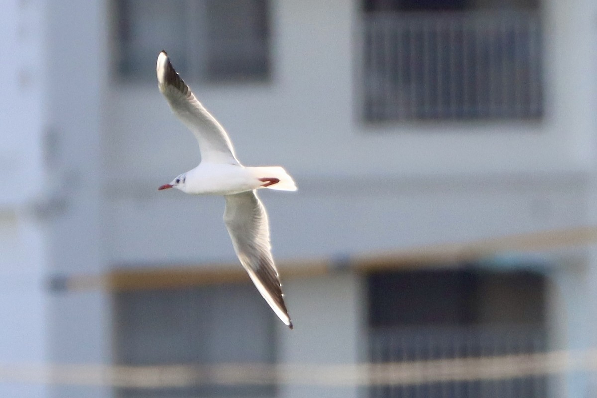 Mouette rieuse - ML646499124