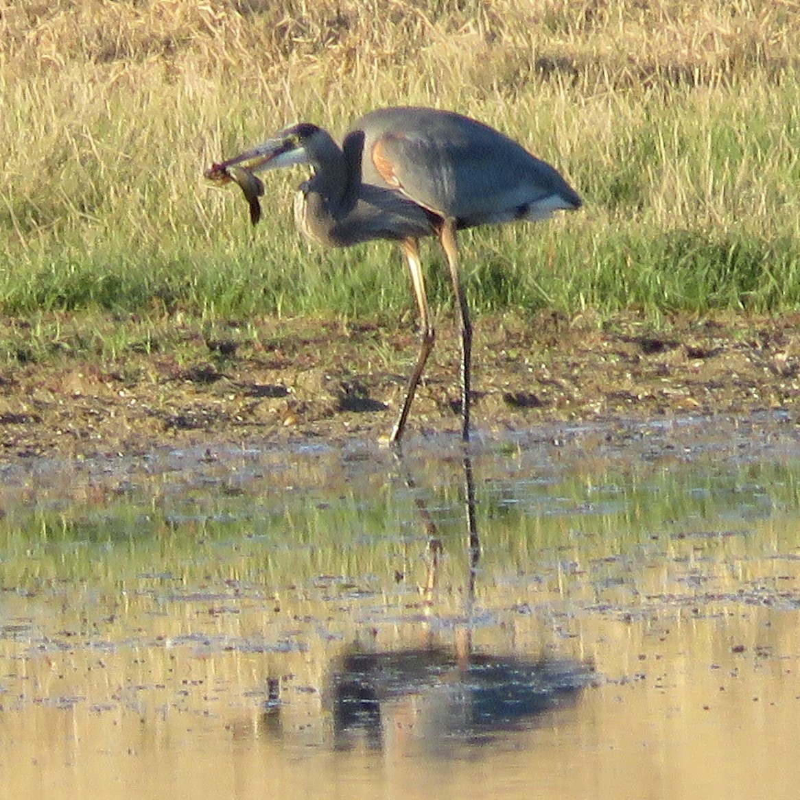 Great Blue Heron - ML646499125