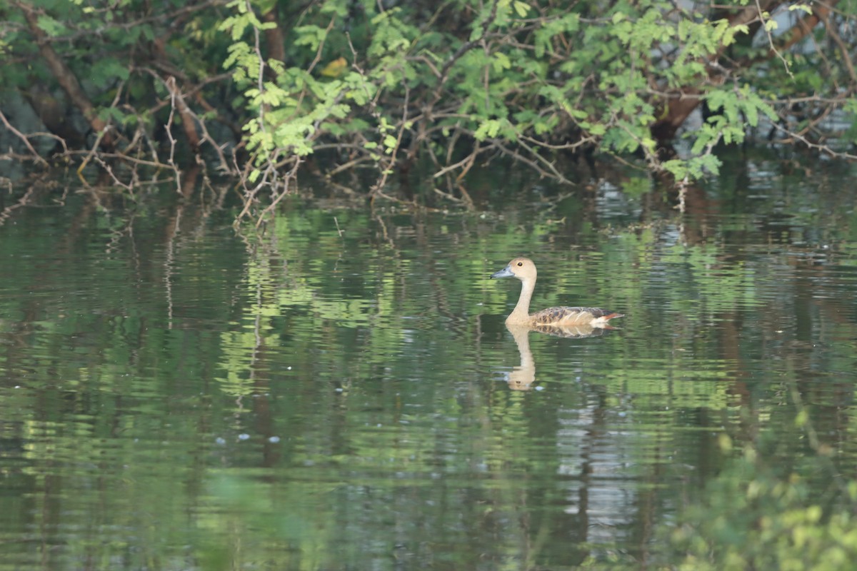 Свистач індійський - ML646499126