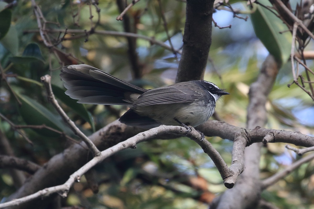 Белогорлая веерохвостка - ML646499128