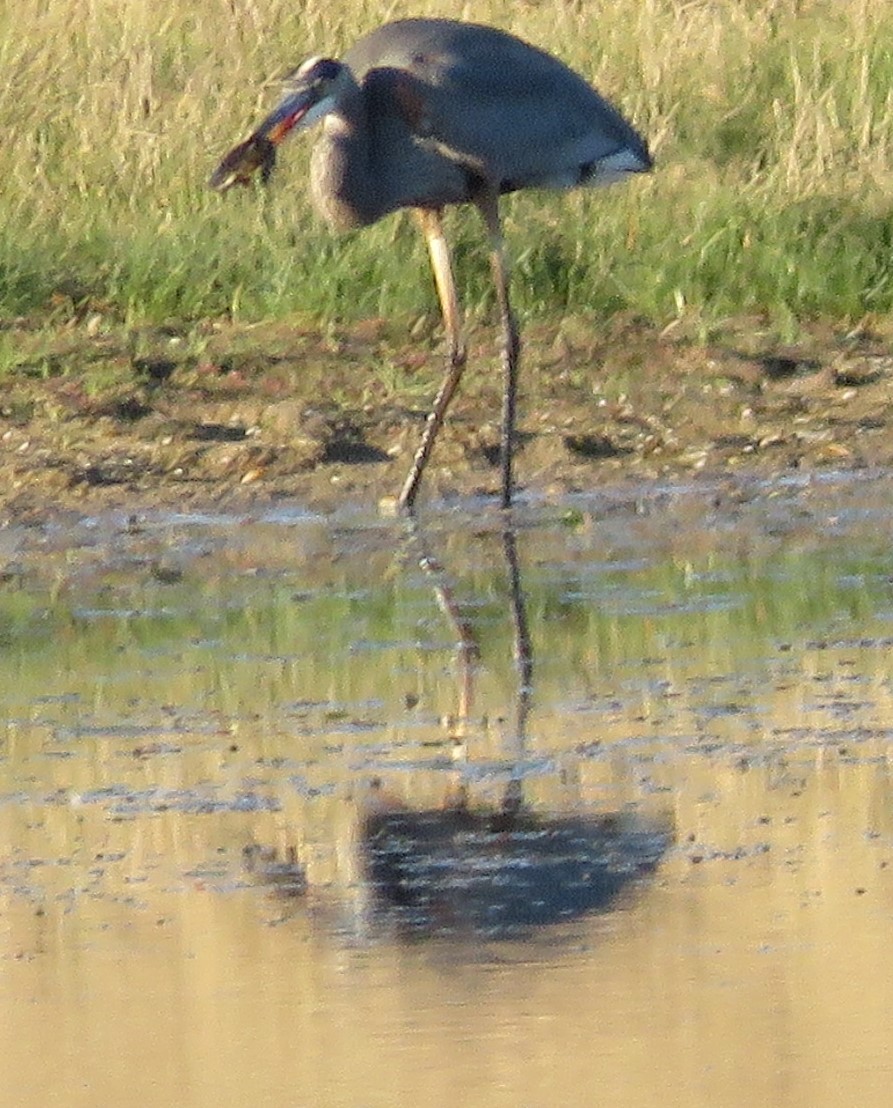 Great Blue Heron - ML646499129