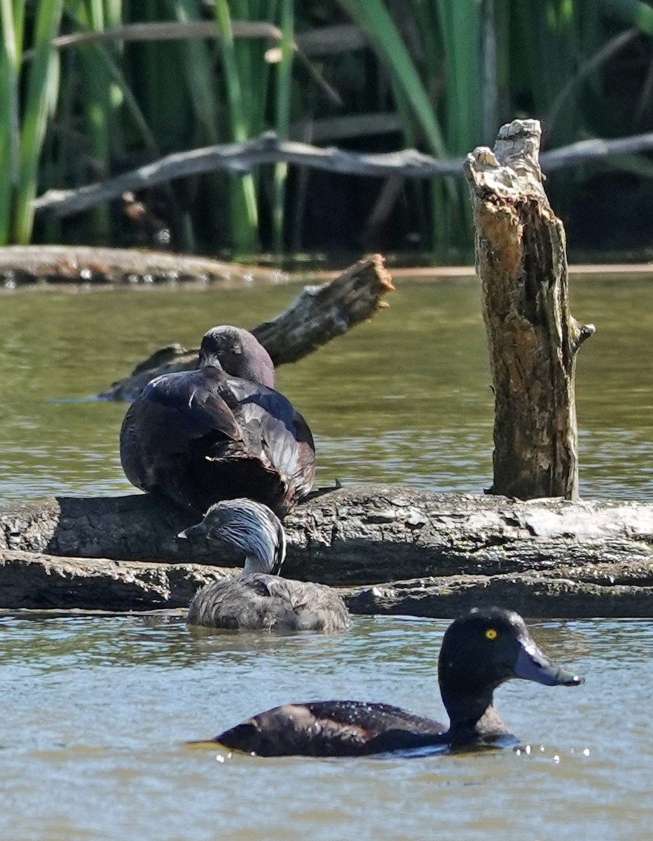 Zampullín Canoso - ML646499130