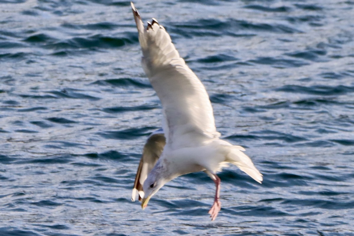 Goéland de la Vega - ML646499131