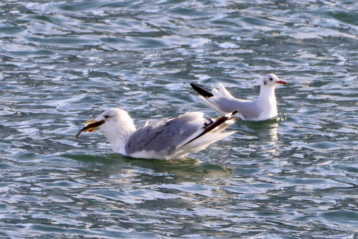 Goéland de la Vega - ML646499132