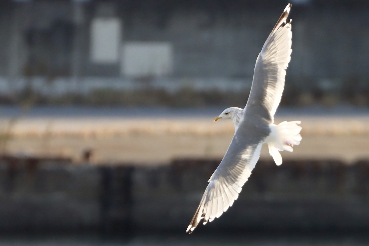 Goéland de la Vega - ML646499133