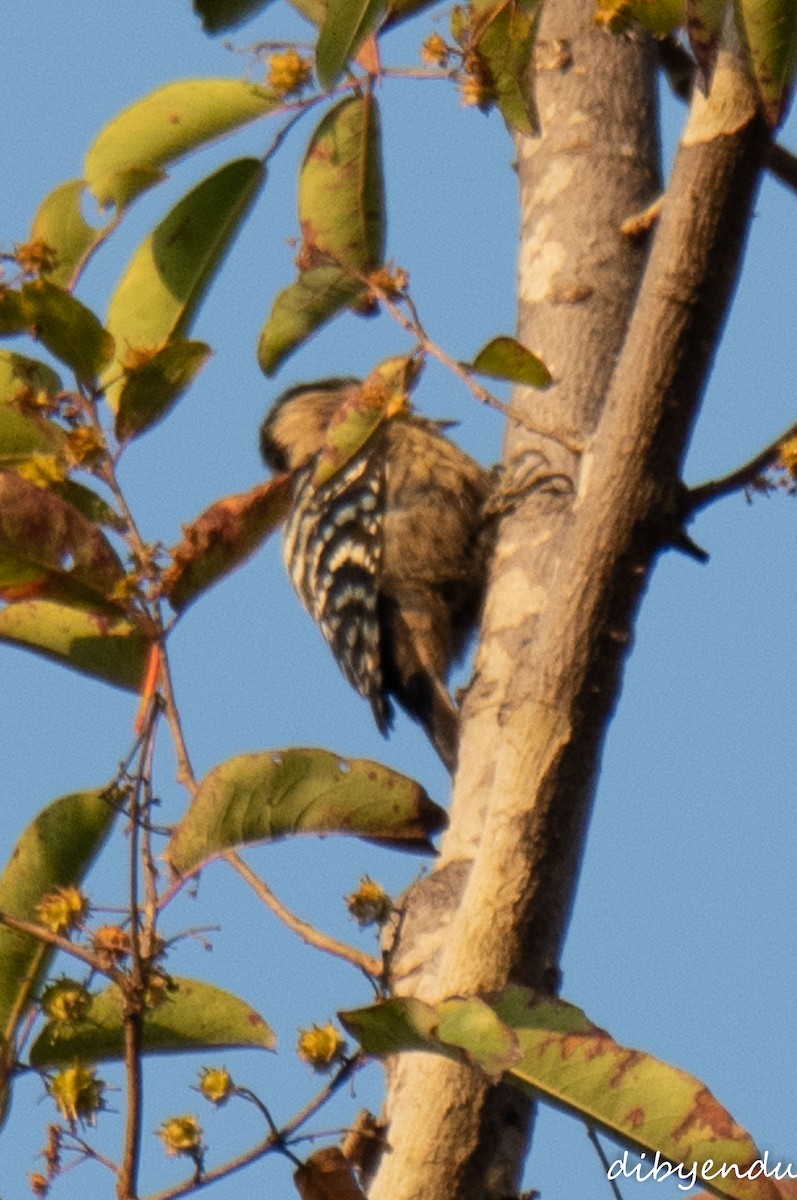 Gray-capped Pygmy Woodpecker - ML646499135