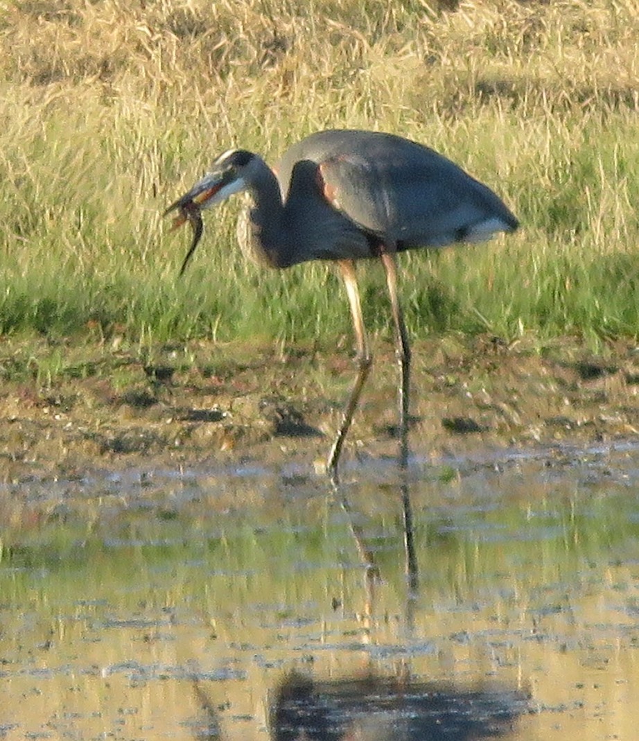 Great Blue Heron - ML646499136