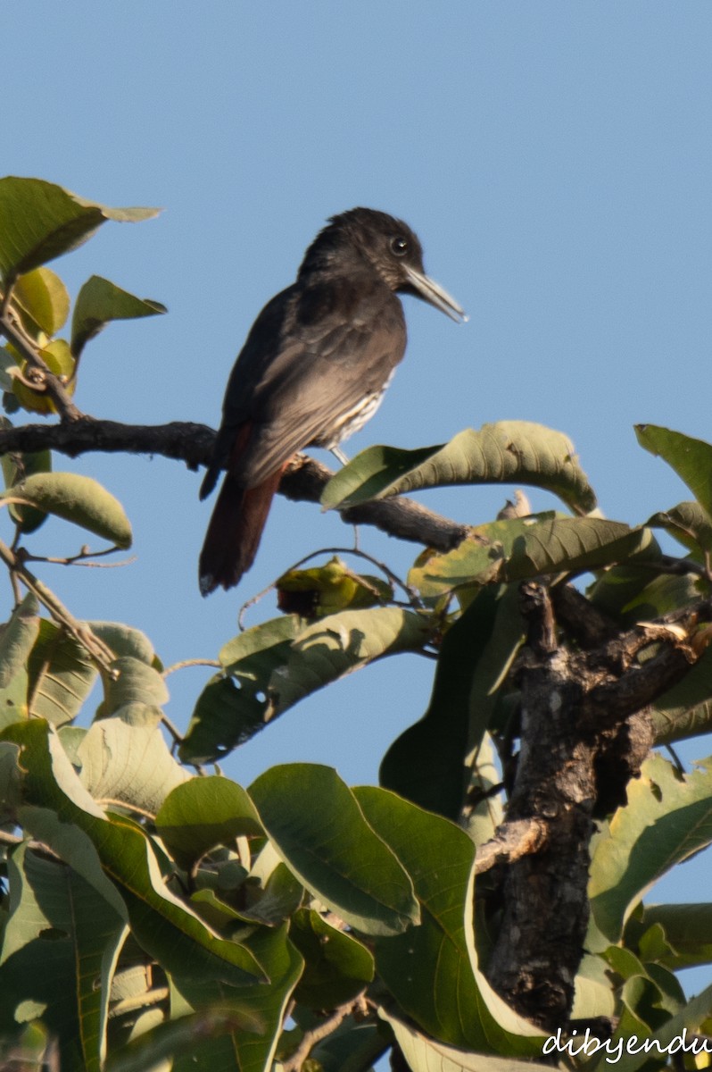 Maroon Oriole - ML646499142