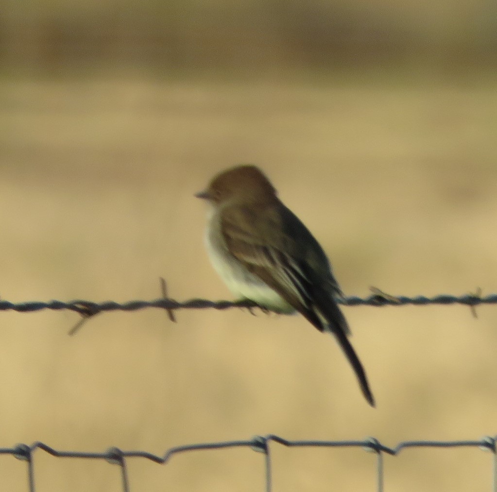 Eastern Phoebe - ML646499143