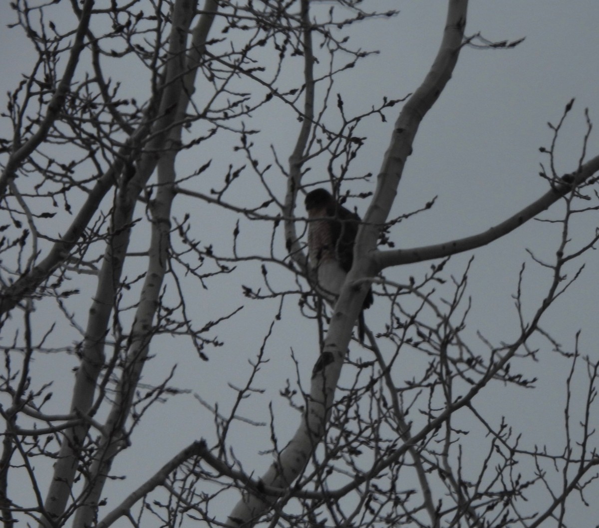 Cooper's Hawk - ML646499144