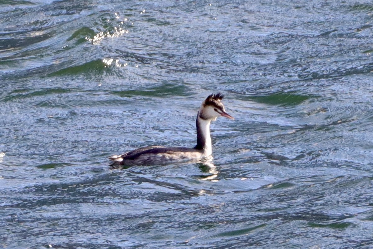 Grèbe huppé - ML646499145