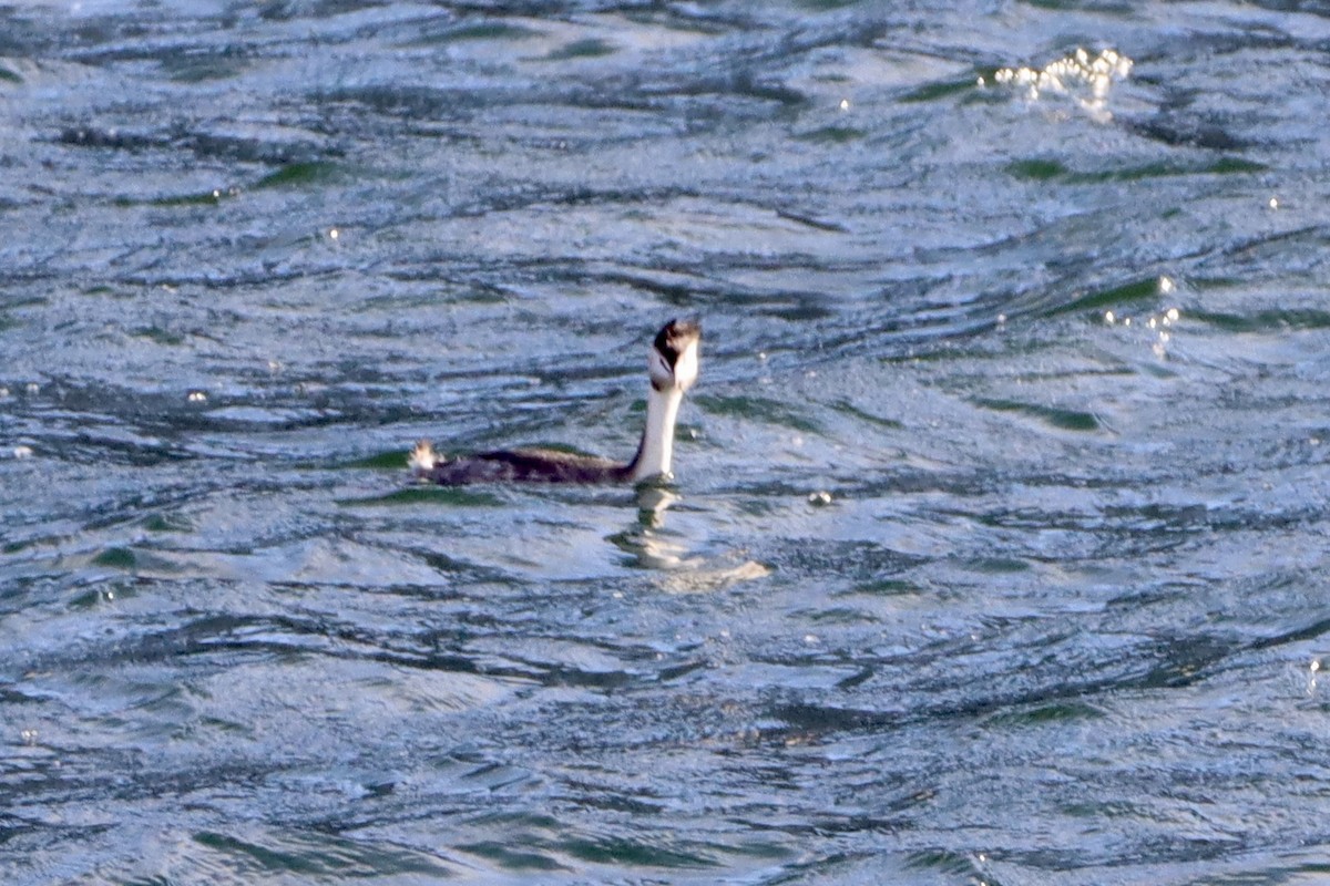 Grèbe huppé - ML646499146