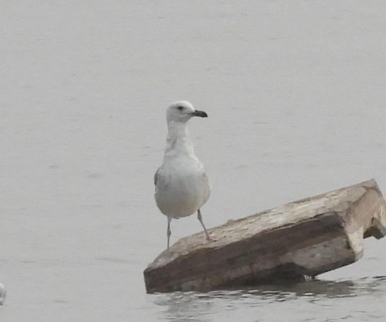Lesser Black-backed Gull - ML646499147