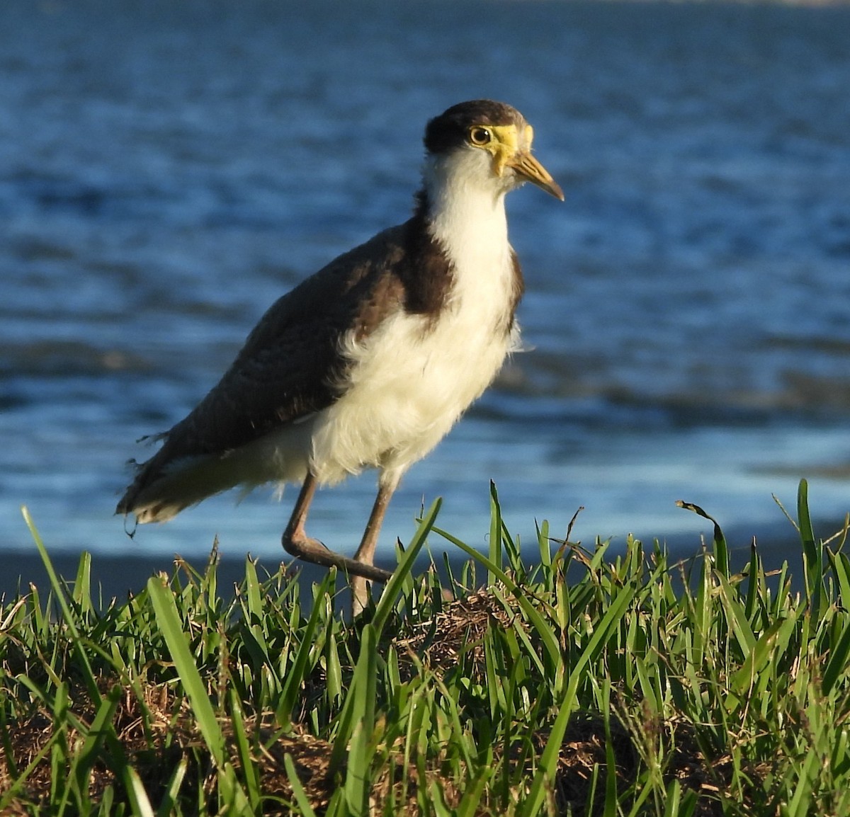 Masked Lapwing - ML646499148