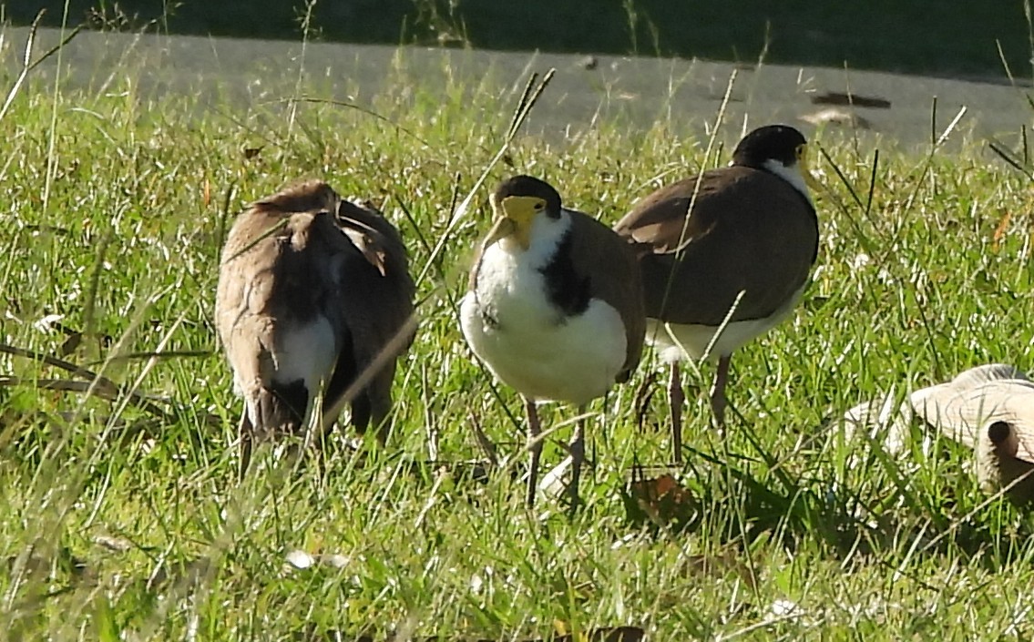 Masked Lapwing - ML646499149