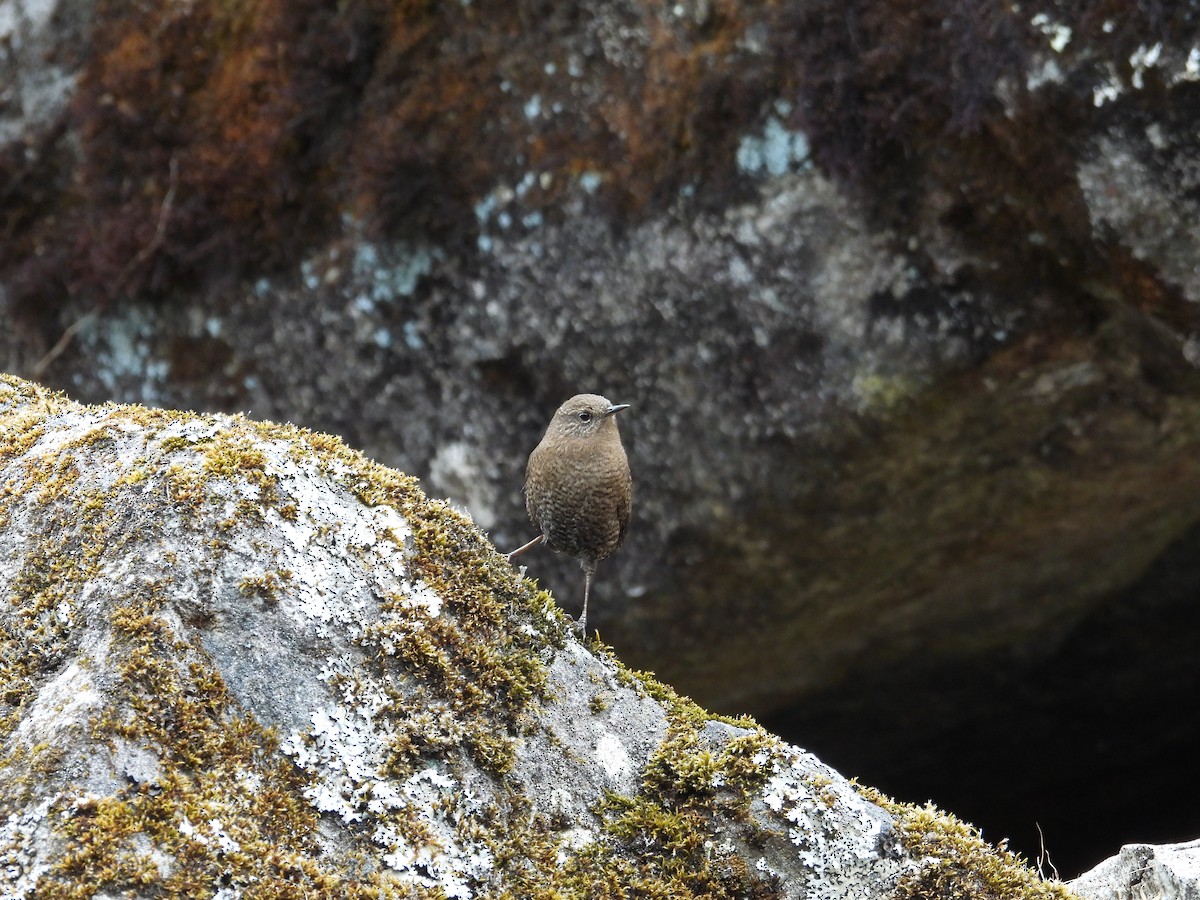 Çıtkuşu - ML646499150