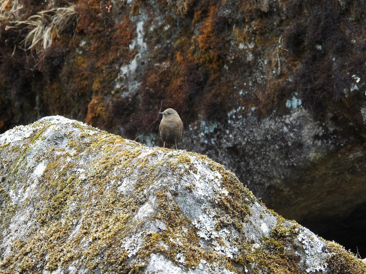 Çıtkuşu - ML646499151