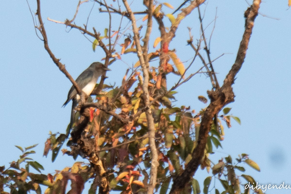 White-bellied Drongo - ML646499152