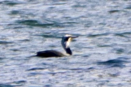 Grand Cormoran - ML646499153