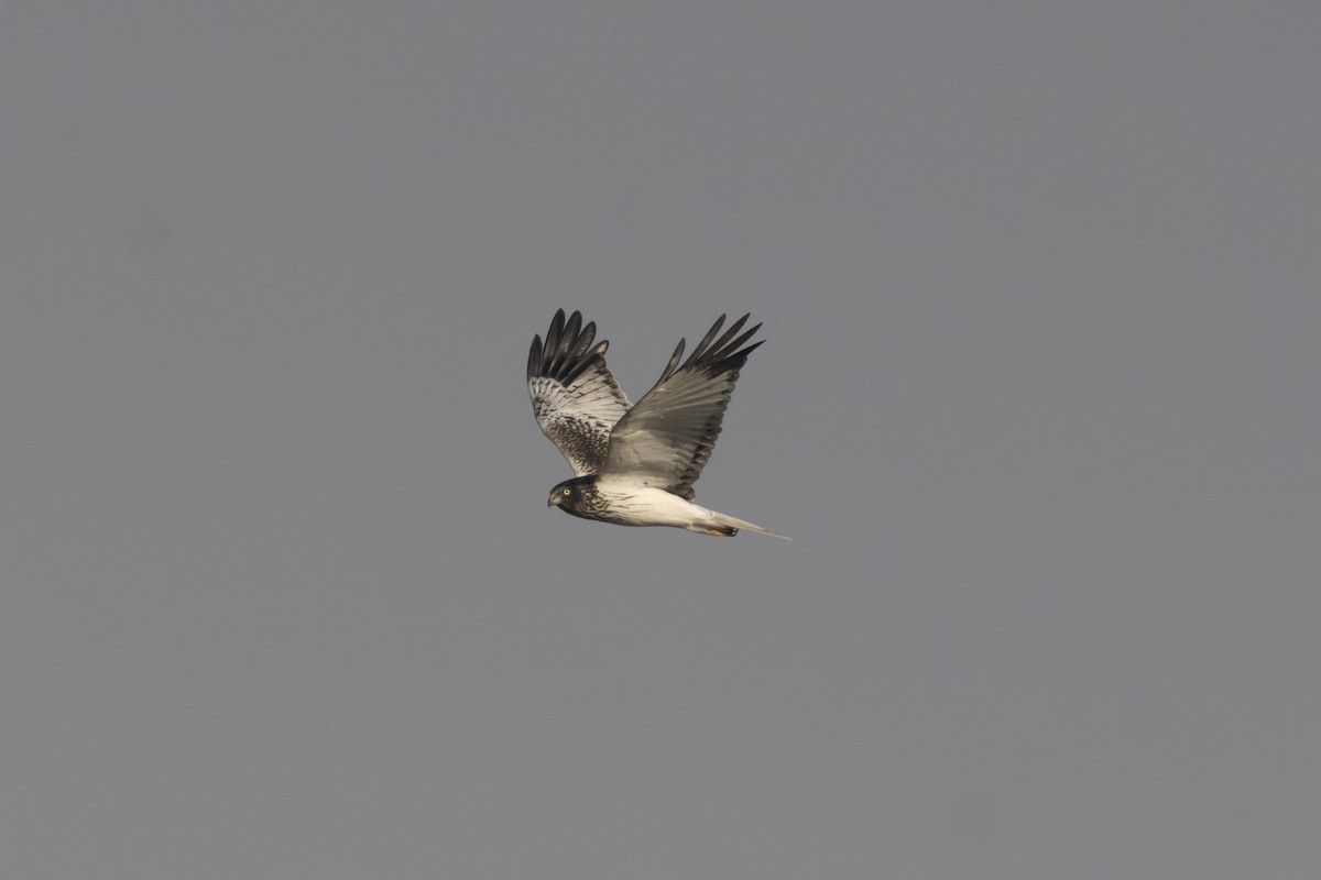 østsivhauk - ML646499154