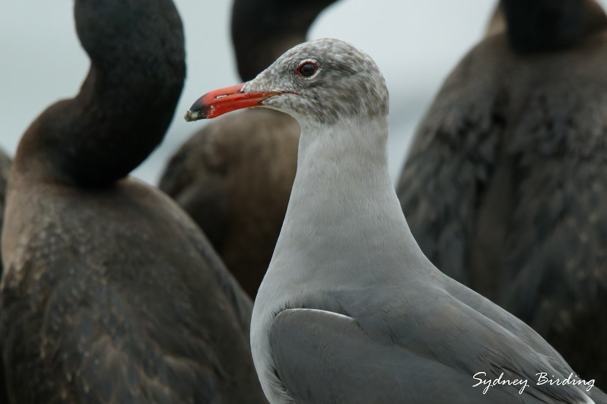 Heermann Martısı - ML646499155