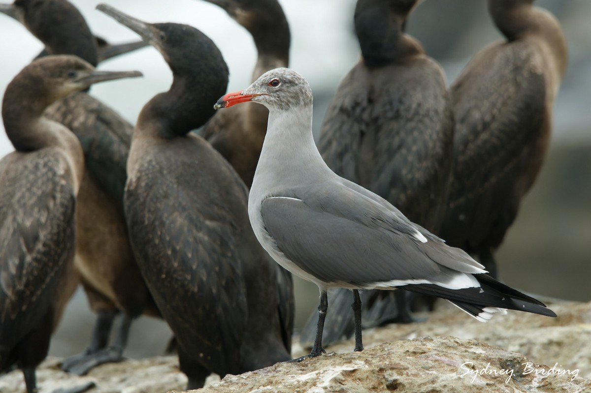 Heermann Martısı - ML646499156