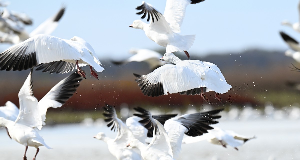 Kar Kazı - ML646499157