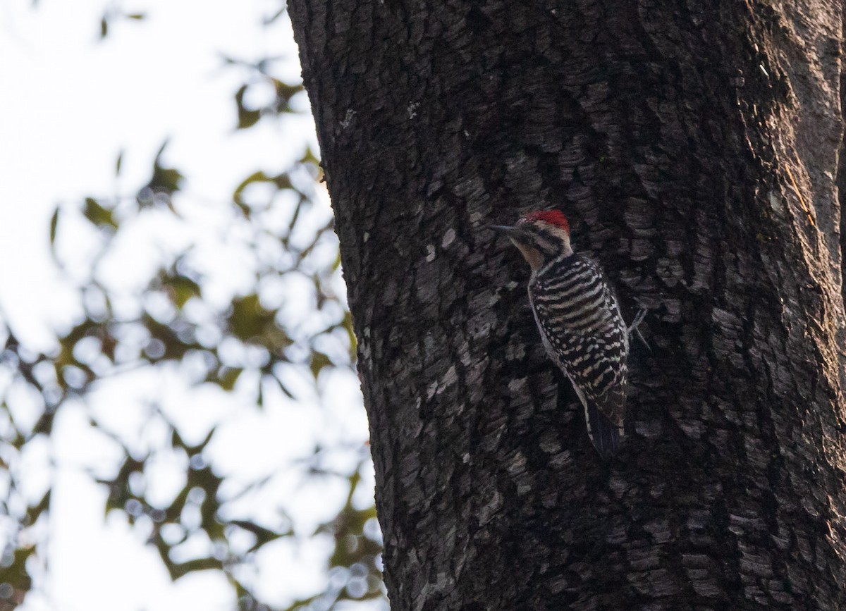 Meksika Alaca Ağaçkakanı - ML646499159