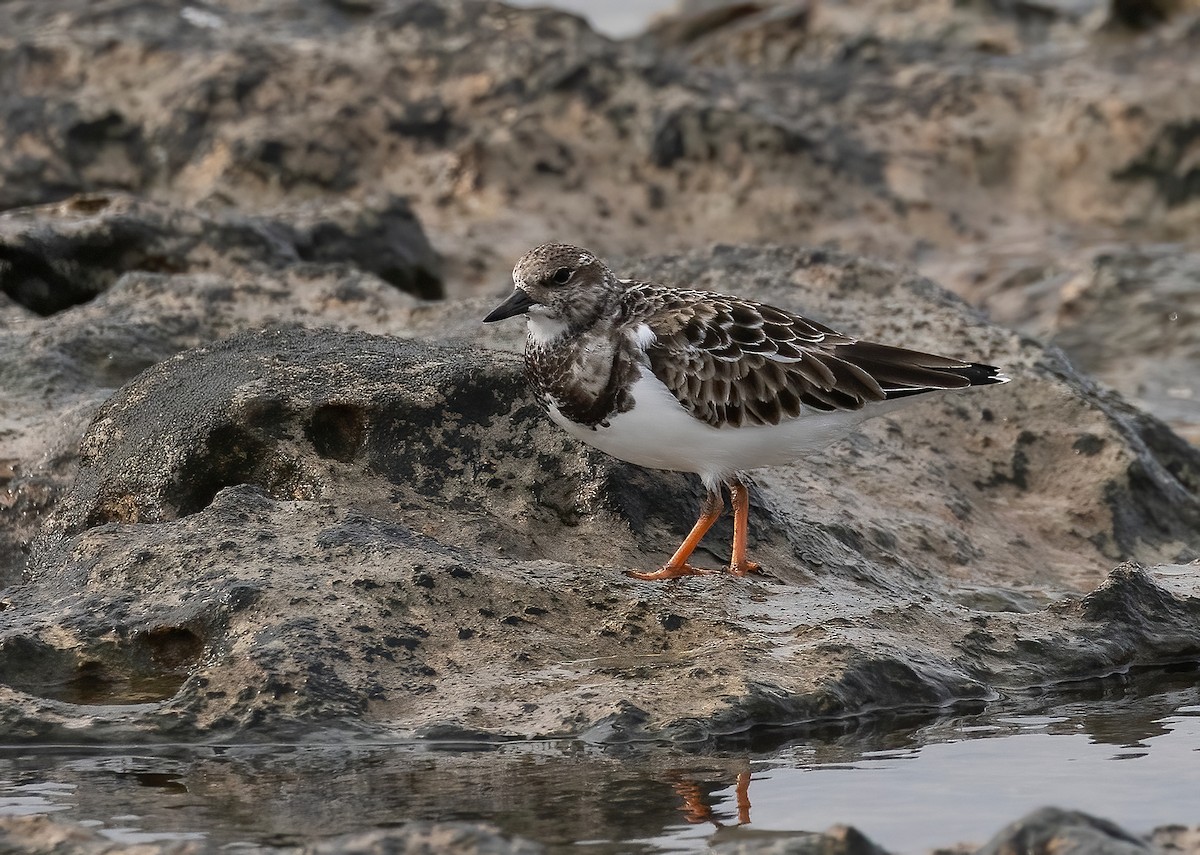 Taşçeviren - ML646499160