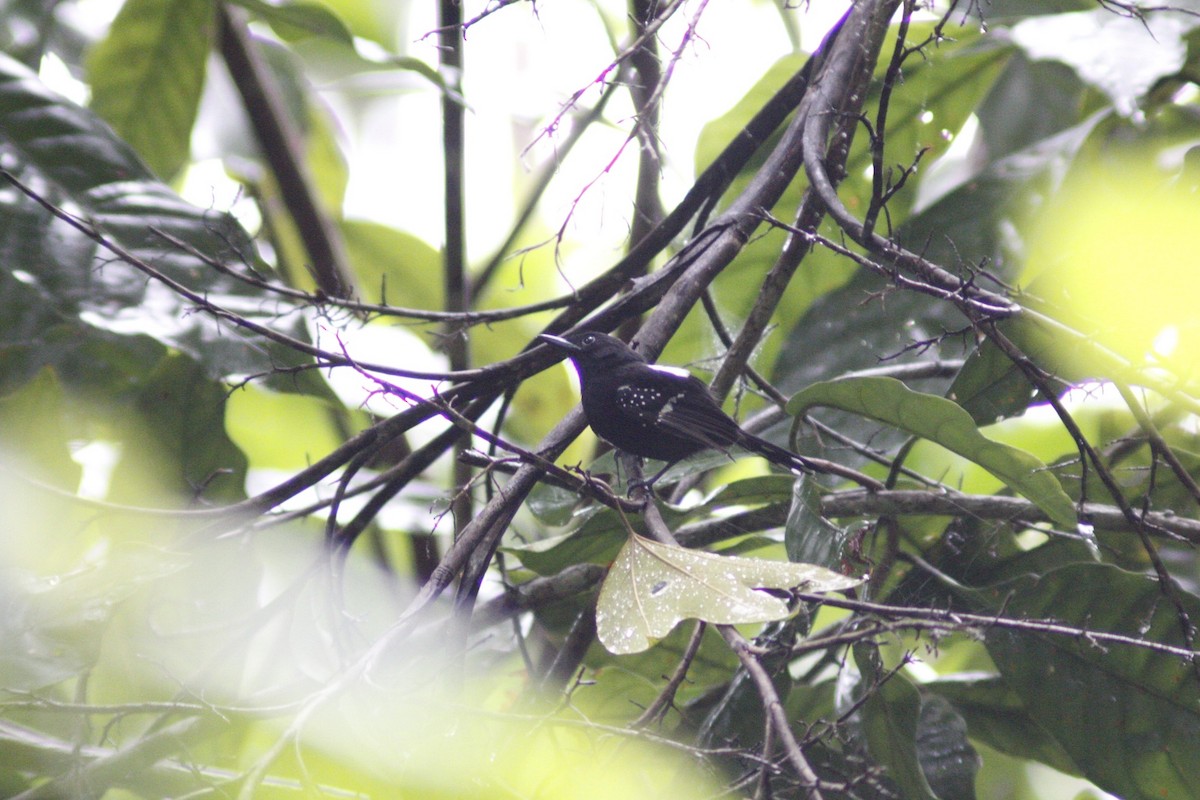 Dot-winged Antwren - ML646499161