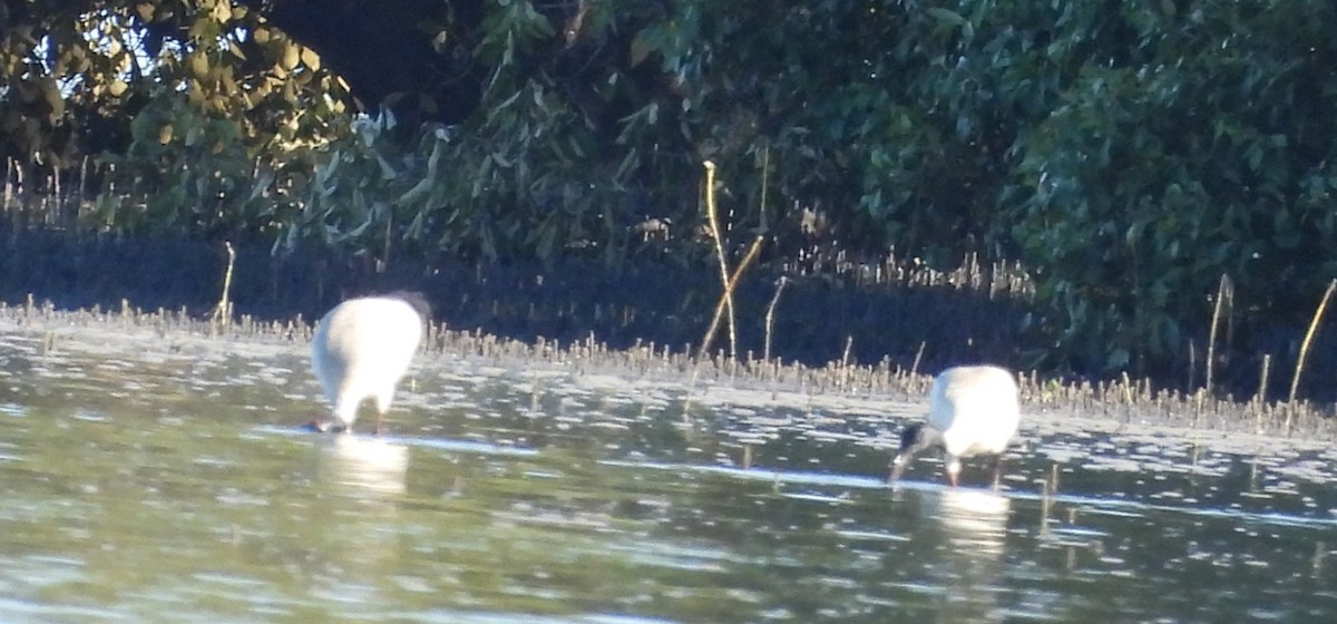 Avustralya Kutsal Aynağı - ML646499163