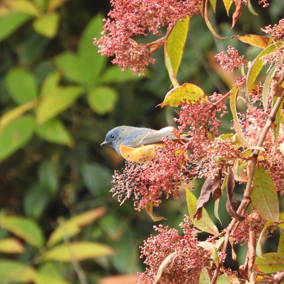 Mavi Alınlı Kızılkuyruk - ML646499164