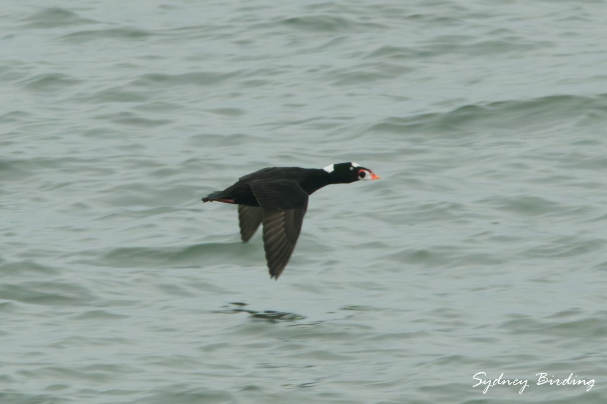 Yamalı Ördek - ML646499165