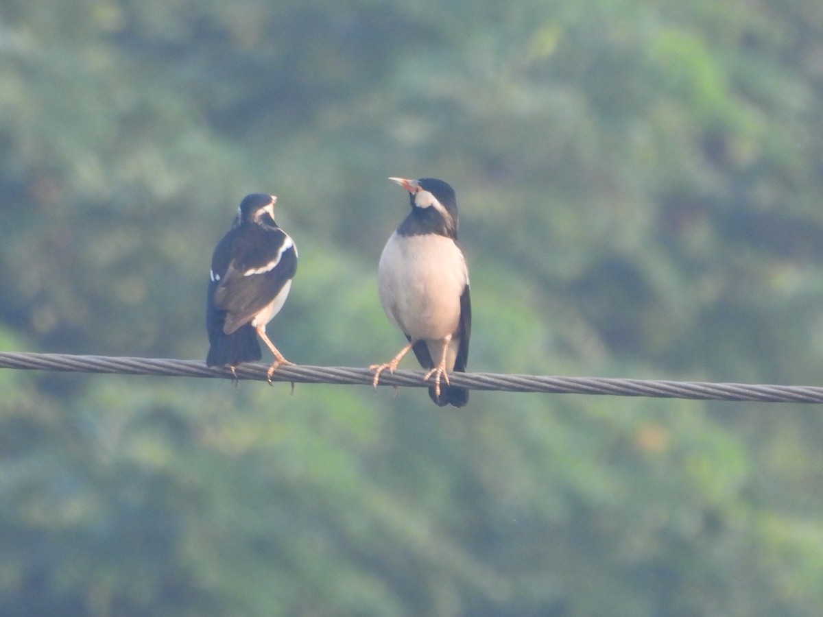 Indian Pied Starling - ML646499166