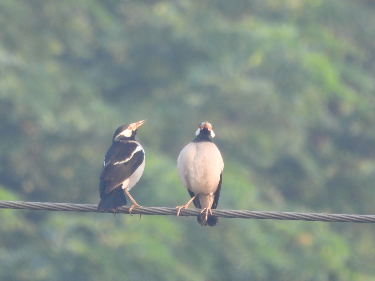 Indian Pied Starling - ML646499167