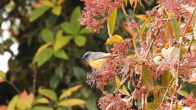 Colirrojo Frentiazul - ML646499168