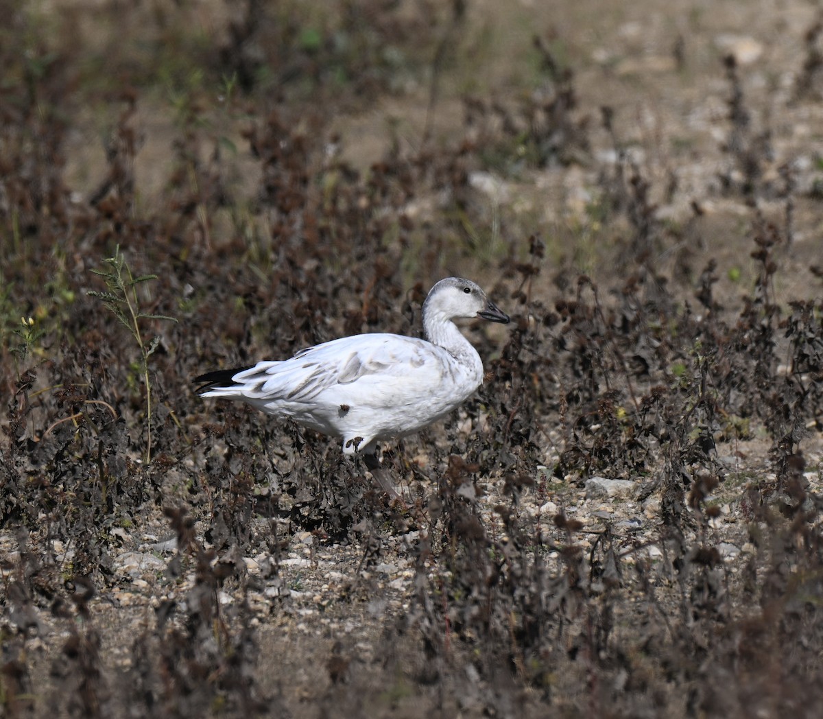 Kar Kazı - ML646499169