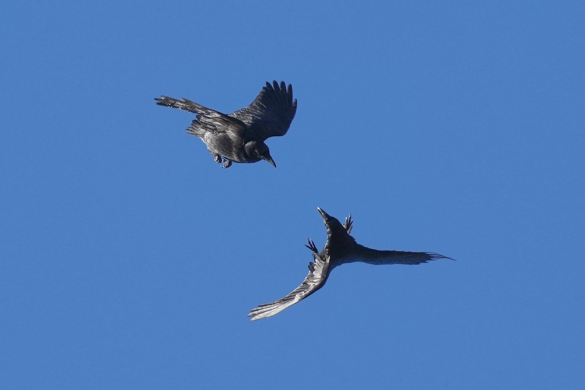 Kuzgun - ML646499171