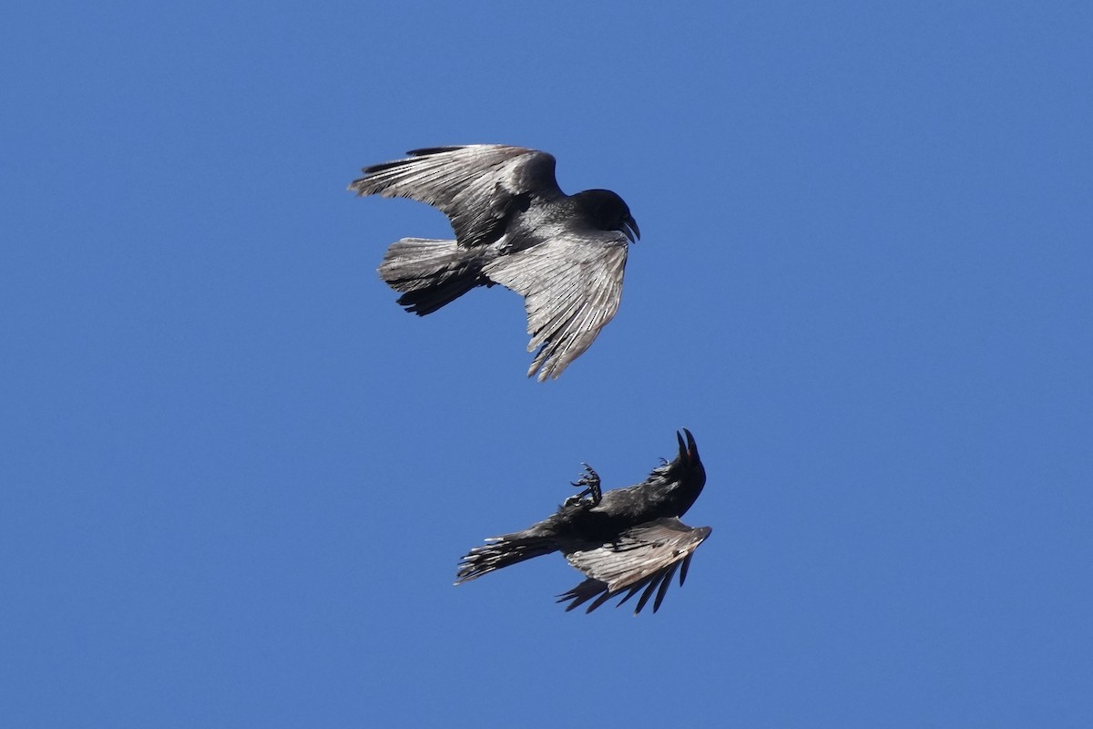 Kolkrabe - ML646499172