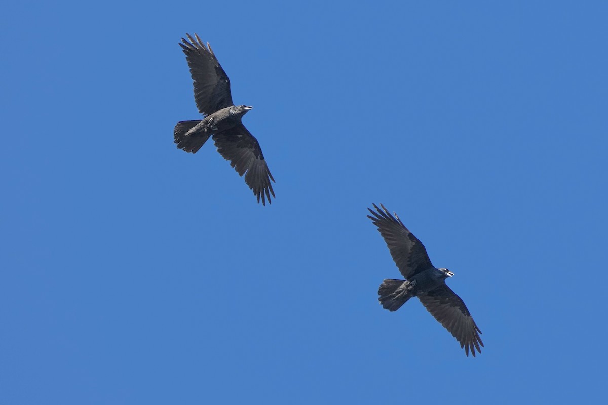 Kolkrabe - ML646499174