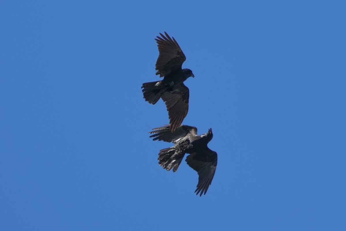 Kolkrabe - ML646499175