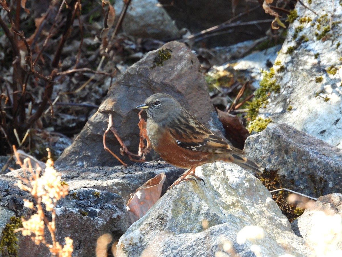 Büyük Dağbülbülü - ML646499177