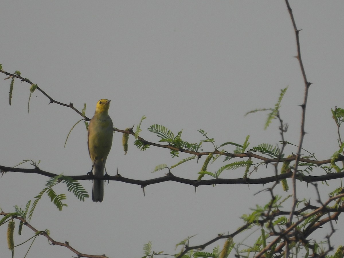 Sarı Başlı Kuyruksallayan - ML646499180