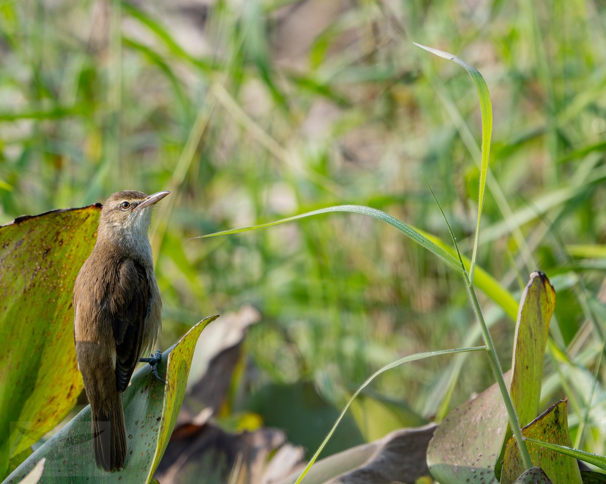קנית אפריקנית - ML646499182