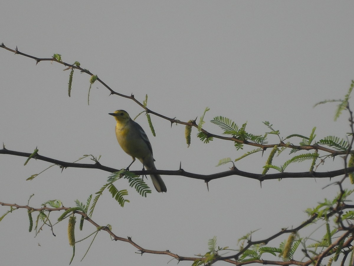 Citrine Wagtail - ML646499184