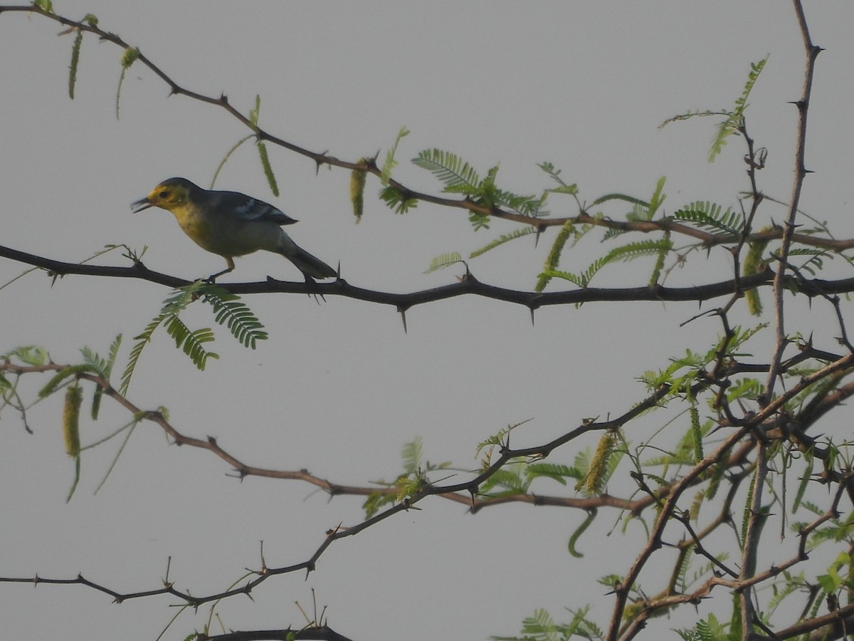Citrine Wagtail - ML646499185