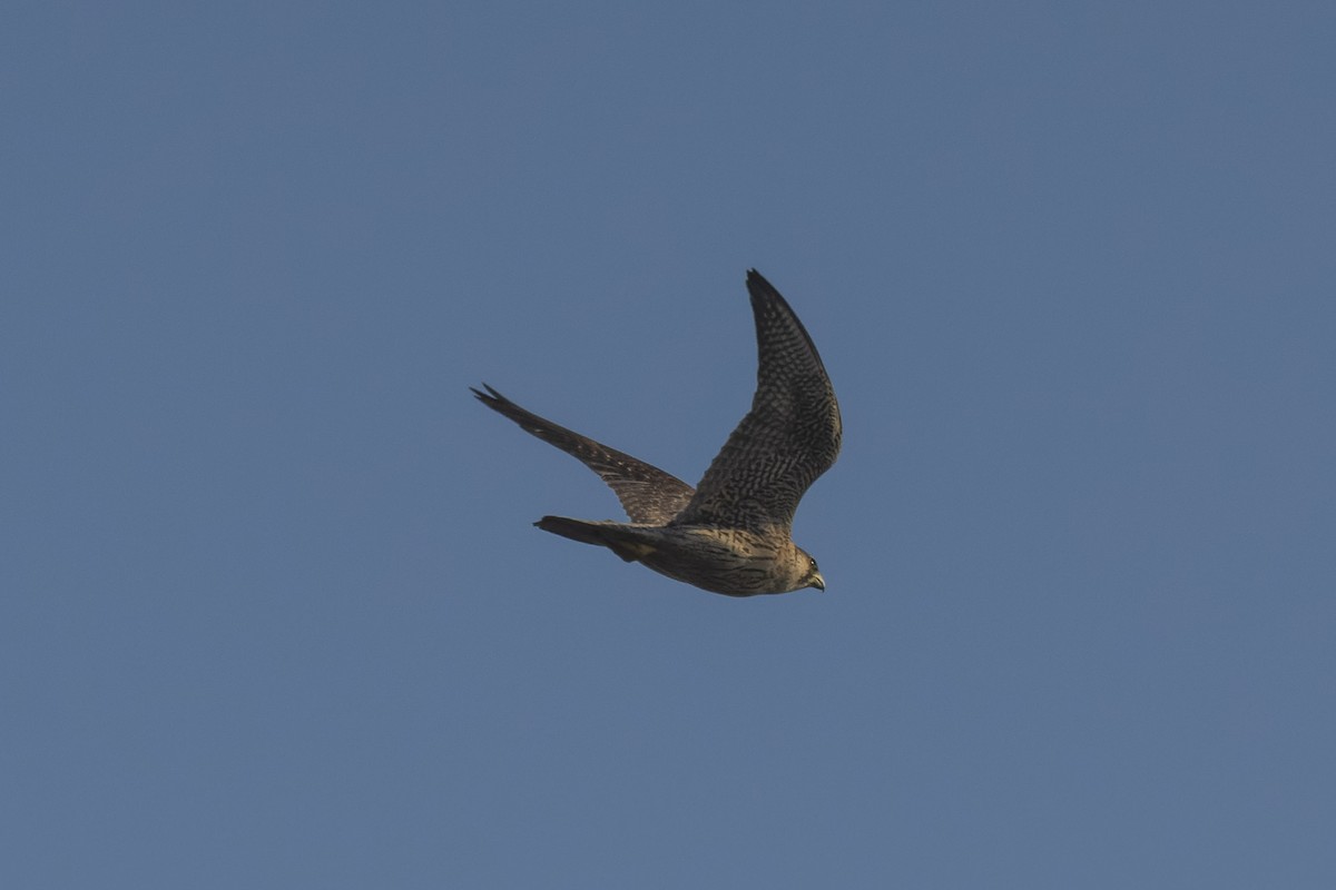 Peregrine Falcon - ML646499188