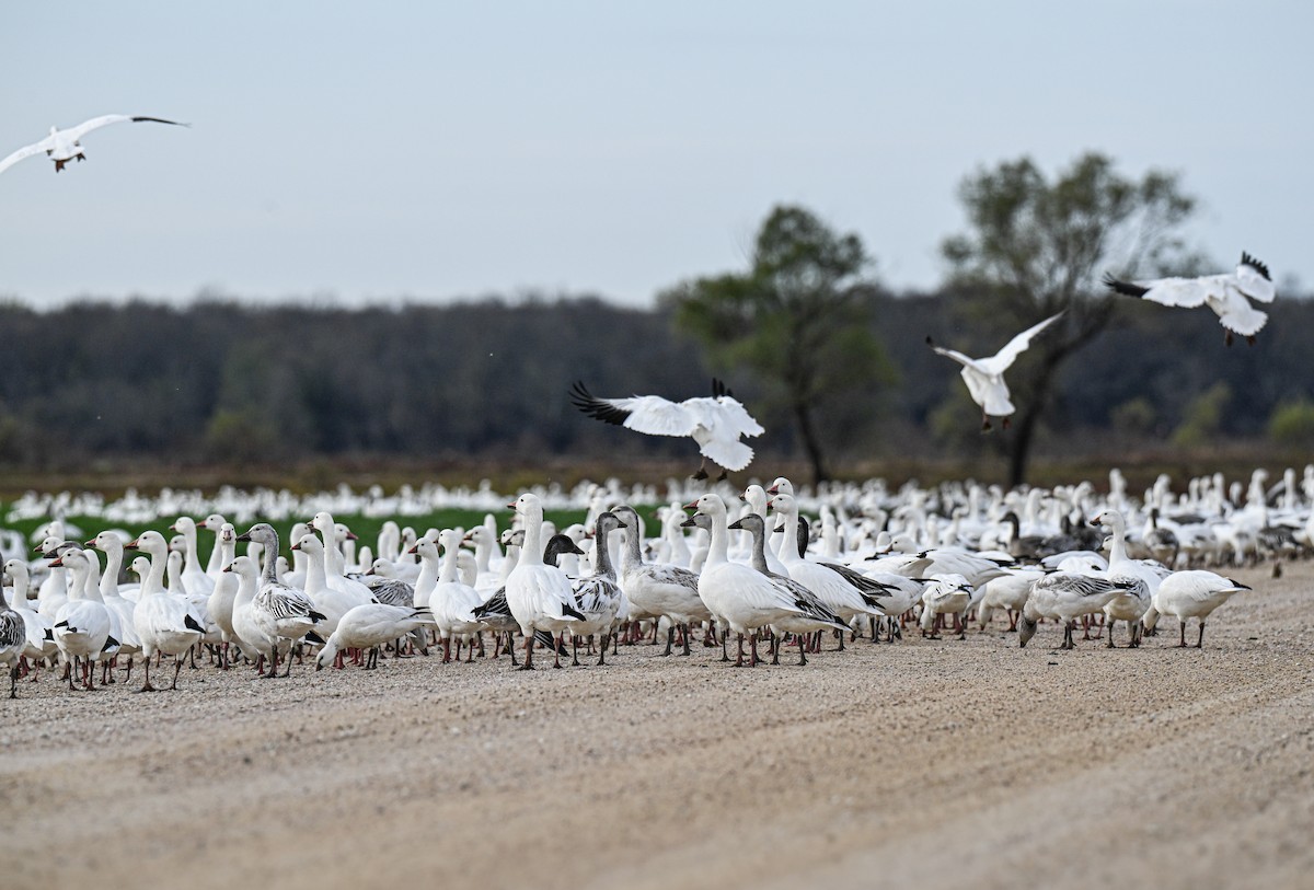 Snow/Ross's Goose - ML646499192