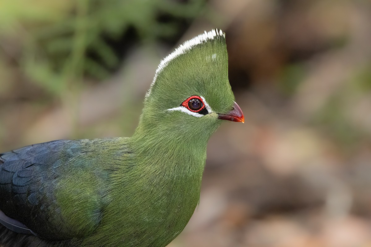 Knysna Turaco - ML646499193