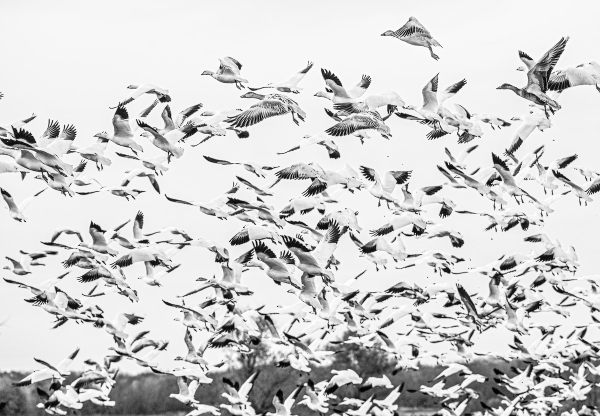 Snow/Ross's Goose - ML646499194